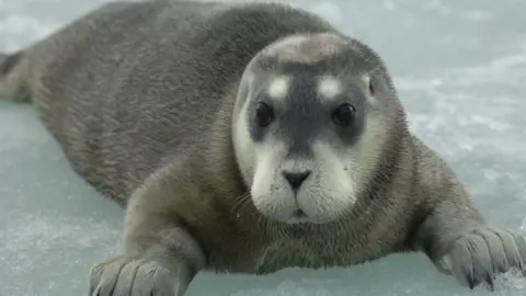 Kit Kovacs Bearded seal pup lying on ice with flippers extended and head facing the camera