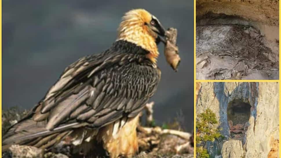Birds’ Nests Or Secret Treasures? Scientists Discover 650-Year-Old Bearded Vulture Nests In Spain, Reveal Mystery Trove | Science & Environment News
