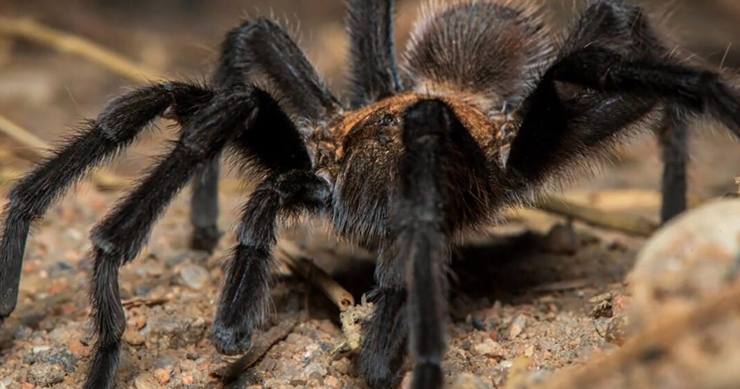 Tarantulas: Why you shouldn’t be afraid