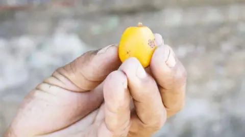 Getty Images A man holds a small yellow fruit