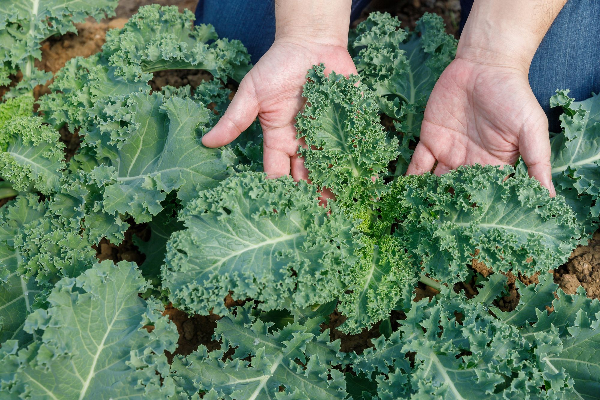 Eating kale can strengthen our gums
